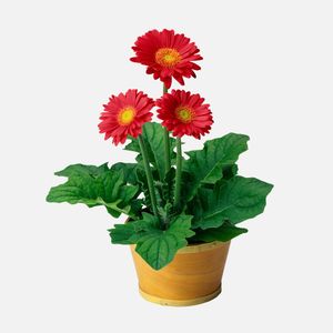 Plant with red Flower