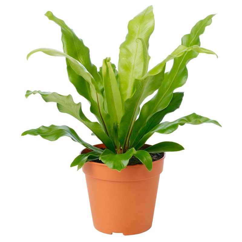 Plant