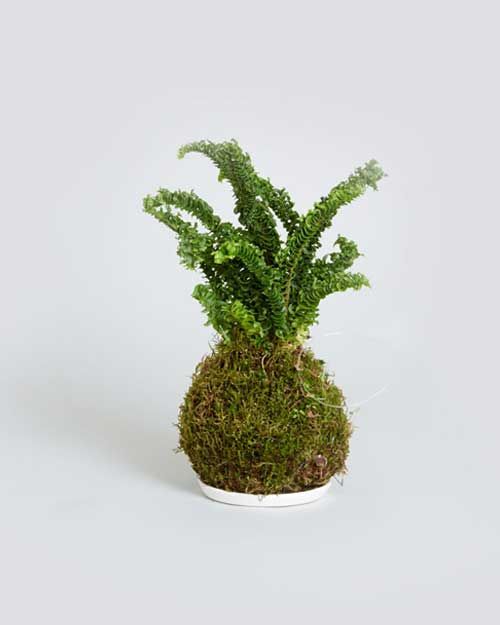 Plant-11