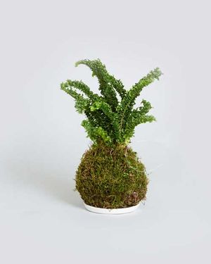 Plant-11